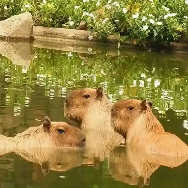 Cachorros de nutria nadando en un estanque en Lorica, Córdoba, Colombia.