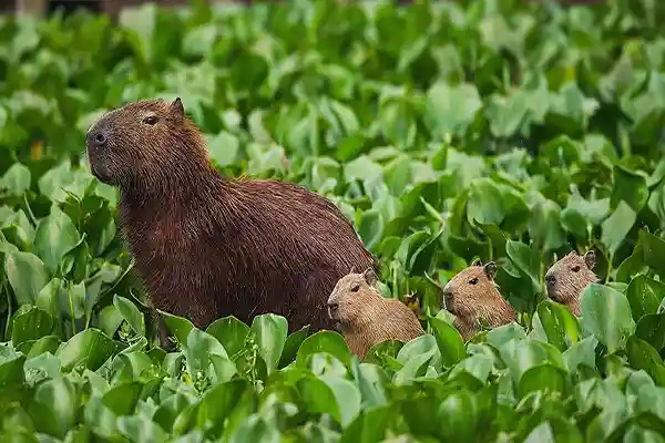 Fauna y Flora
